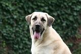 KANGAL 172